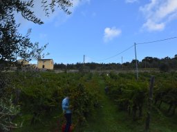 003-Vendages_Grcigliano_2025-DSC_5475