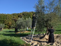 005-Olives-Gricigliano_2025-11-04_10-02-14_0198