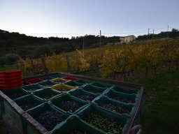 010-Olives-Gricigliano_2025-11-04_17-58-04_0296