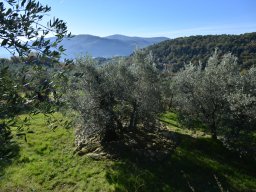 021-Olives-Gricigliano_2025-11-06_10-39-08_0407