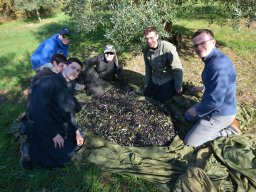 032-Olives-Gricigliano_2025-11-10_10-51-32_0004